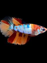 Load image into Gallery viewer, TOP GRADE Female Halfmoon - Galaxy #001 - Live Betta Fish
