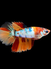 Load image into Gallery viewer, TOP GRADE Female Halfmoon - Galaxy #001 - Live Betta Fish
