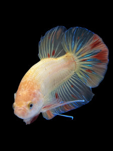 Male Halfmoon Plakat - Vanda #0020 - Live Betta Fish