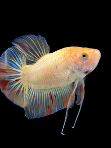 Male Halfmoon Plakat - Vanda #0020 - Live Betta Fish