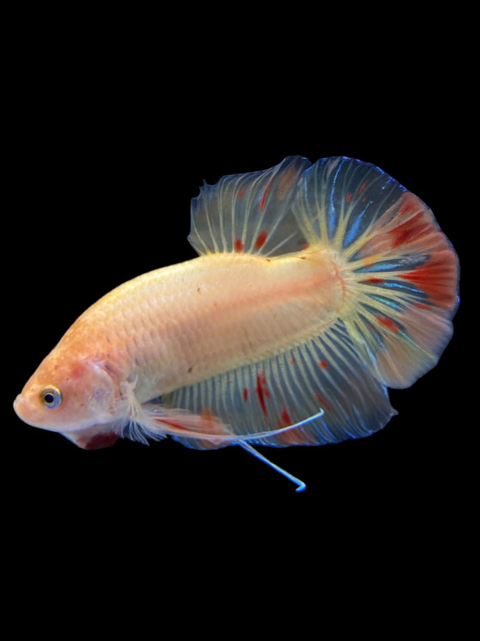 Male Halfmoon Plakat - Vanda #0020 - Live Betta Fish