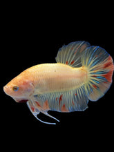 Load image into Gallery viewer, Male Halfmoon Plakat - Vanda #0020 - Live Betta Fish
