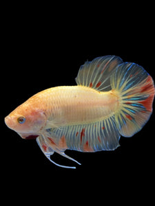 Male Halfmoon Plakat - Vanda #0020 - Live Betta Fish