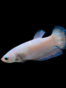 GIANT Female Halfmoon Plakat - Fancy Dragon #0024 Live Betta Fish