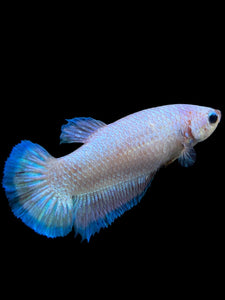 GIANT Female Halfmoon Plakat - Fancy Dragon #0024 Live Betta Fish