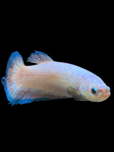 GIANT Female Halfmoon Plakat - Fancy Dragon #0024 Live Betta Fish