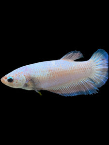 GIANT Female Halfmoon Plakat - Fancy Dragon #0024 Live Betta Fish