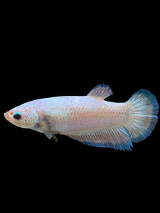 GIANT Female Halfmoon Plakat - Fancy Dragon #0024 Live Betta Fish