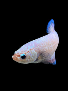 GIANT Female Halfmoon Plakat - Fancy Dragon #0024 Live Betta Fish