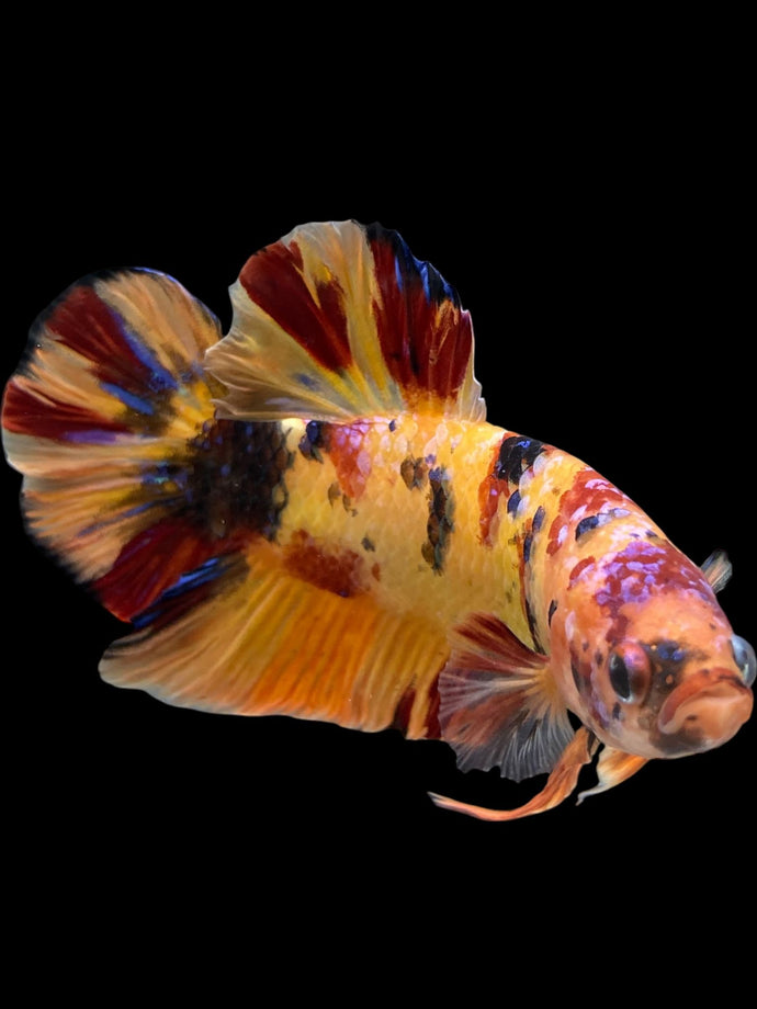 GIANT Male Halfmoon Plakat - Galaxy #0027 - Live Betta Fish