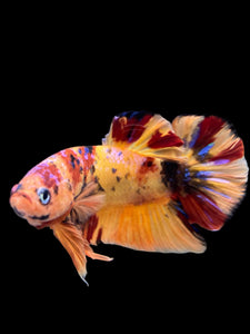 GIANT Male Halfmoon Plakat - Galaxy #0027 - Live Betta Fish