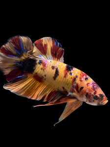 GIANT Male Halfmoon Plakat - Galaxy #0027 - Live Betta Fish