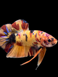 GIANT Male Halfmoon Plakat - Galaxy #0027 - Live Betta Fish