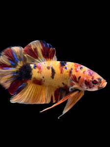 GIANT Male Halfmoon Plakat - Galaxy #0027 - Live Betta Fish