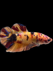 GIANT Male Halfmoon Plakat - Galaxy #0027 - Live Betta Fish