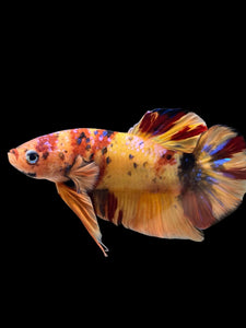 GIANT Male Halfmoon Plakat - Galaxy #0027 - Live Betta Fish