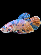 Load image into Gallery viewer, GIANT Male Halfmoon Plakat - Multicolor #002 - Live Betta Fish
