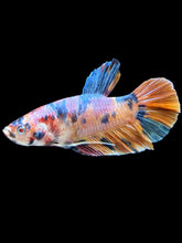 Load image into Gallery viewer, GIANT Male Halfmoon Plakat - Multicolor #002 - Live Betta Fish
