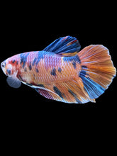 Load image into Gallery viewer, GIANT Male Halfmoon Plakat - Multicolor #002 - Live Betta Fish
