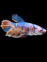 Load image into Gallery viewer, GIANT Male Halfmoon Plakat - Multicolor #002 - Live Betta Fish
