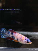 Load image into Gallery viewer, Female Halfmoon Plakat - Candy #003 - Live Betta Fish
