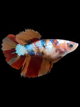 Load image into Gallery viewer, TOP GRADE Female Halfmoon - Galaxy #004 - Live Betta Fish
