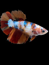 Load image into Gallery viewer, TOP GRADE Female Halfmoon - Galaxy #004 - Live Betta Fish
