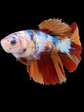 Load image into Gallery viewer, TOP GRADE Female Halfmoon - Galaxy #004 - Live Betta Fish
