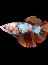 Load image into Gallery viewer, TOP GRADE Female Halfmoon - Galaxy #004 - Live Betta Fish
