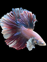 Load image into Gallery viewer, Male Rosetail - Pastel Dumbo #0050 - Live Betta Fish (DEFECT EYE)
