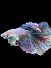 Load image into Gallery viewer, Male Rosetail - Pastel Dumbo #0050 - Live Betta Fish (DEFECT EYE)
