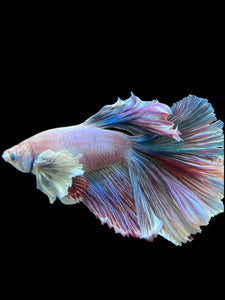 Male Rosetail - Pastel Dumbo #0050 - Live Betta Fish (DEFECT EYE)