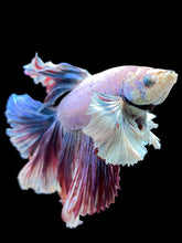 Load image into Gallery viewer, Male Rosetail - Pastel Dumbo #0050 - Live Betta Fish (DEFECT EYE)
