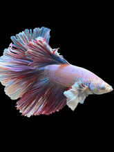 Load image into Gallery viewer, Male Rosetail - Pastel Dumbo #0050 - Live Betta Fish (DEFECT EYE)
