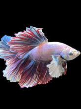 Load image into Gallery viewer, Male Rosetail - Pastel Dumbo #0050 - Live Betta Fish (DEFECT EYE)
