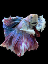 Load image into Gallery viewer, Male Rosetail - Pastel Dumbo #0050 - Live Betta Fish (DEFECT EYE)
