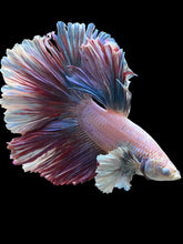 Load image into Gallery viewer, Male Rosetail - Pastel Dumbo #0050 - Live Betta Fish (DEFECT EYE)
