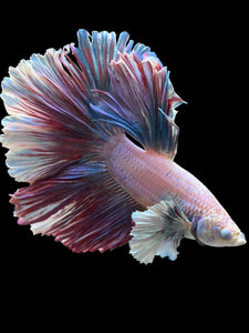 Male Rosetail - Pastel Dumbo #0050 - Live Betta Fish (DEFECT EYE)