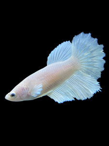 TOP GRADE Female Halfmoon - White Platinum #0055 - Live Betta Fish