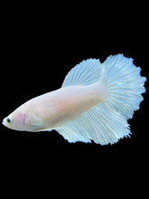 Load image into Gallery viewer, TOP GRADE Female Halfmoon - White Platinum #0055 - Live Betta Fish
