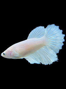 TOP GRADE Female Halfmoon - White Platinum #0055 - Live Betta Fish