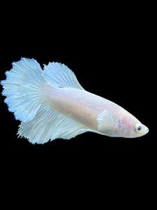 TOP GRADE Female Halfmoon - White Platinum #0055 - Live Betta Fish