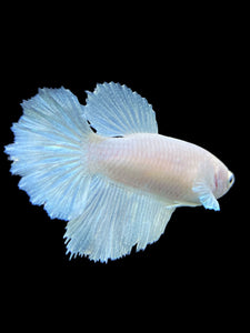 TOP GRADE Female Halfmoon - White Platinum #0055 - Live Betta Fish