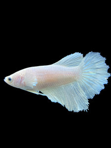 TOP GRADE Female Halfmoon - White Platinum #0055 - Live Betta Fish