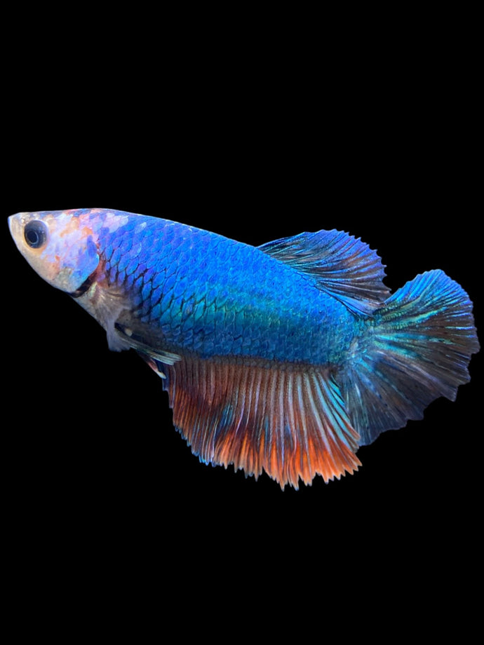 TOP GRADE Female Halfmoon - Galaxy #0058 - Live Betta Fish