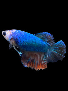 TOP GRADE Female Halfmoon - Galaxy #0058 - Live Betta Fish