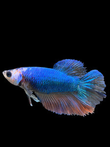 TOP GRADE Female Halfmoon - Galaxy #0058 - Live Betta Fish