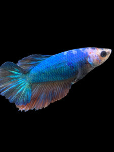 TOP GRADE Female Halfmoon - Galaxy #0058 - Live Betta Fish