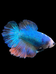 TOP GRADE Female Halfmoon - Galaxy #0058 - Live Betta Fish