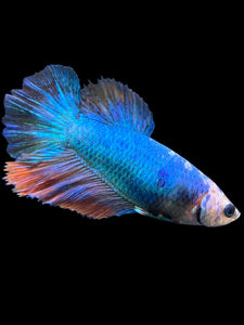 TOP GRADE Female Halfmoon - Galaxy #0058 - Live Betta Fish